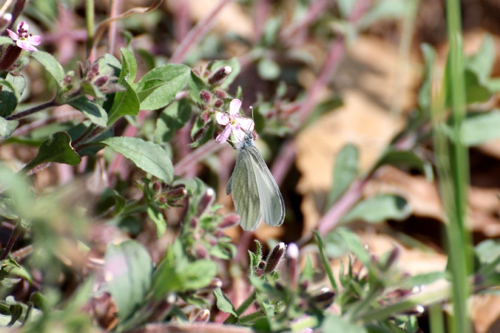 Leptidea sinapis, tutte? S